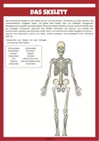 Vorschau - Unterrichtsreihen - Mein Körper - Skelett und Blutkreislauf - Seite 2