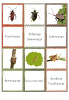 Vorschau - Mal- und Bastelvorlagen - Feuerwanze_Materialpaket - Seite 3