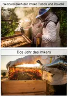 Vorschau - Text - Differenzierte Wissenskarten - Imker / Biene - Seite 3