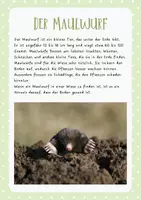 Vorschau - Poster - Nützliche Wiesentiere - Seite 1