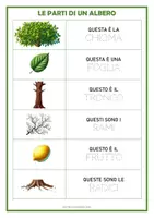 anteprima - Esercizi - l'ora di scienze -le parti di un albero, di un fiore, ciclo di vita di una pianta - Pagina 3