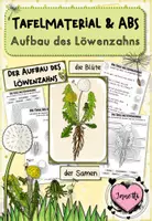 Vorschau - Arbeitsblätter - Löwenzahn | Materialpaket | Klasse 1 - Seite 1