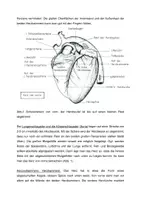 Vorschau - Stundenentwürfe - Anleitungen zu Präparationen - Seite 2