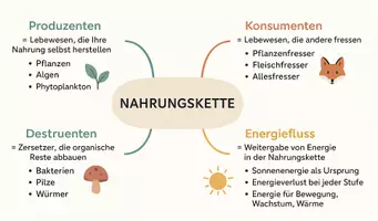 Vorschau - Arbeitsblätter - Lernposter + Arbeitsblätter zum Thema "Nahrungskette" + Lösung & MP3 + Mindmap + Infografik - Seite 3