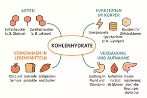 Vorschau - Arbeitsblätter - Lernposter + Arbeitsblätter zum Thema "Kohlenhydrate" + Lösung & MP3 + Mindmap + Infografik - Seite 3