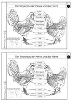 Vorschau - Arbeitsblätter - Differenziertes Forscherheft - Bauernhoftier - Huhn - Seite 2