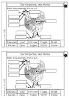 Vorschau - Arbeitsblätter - Differenziertes Forscherheft - Bauernhoftier - Huhn - Seite 3