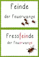 Vorschau - Bildkarten - Fressfeinde Feuerwanze - Seite 1