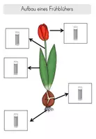 Vorschau - Arbeitsblätter - Aufbau eines Frühblühers/Tulpe Förderschule, Klasse 1 - Seite 3