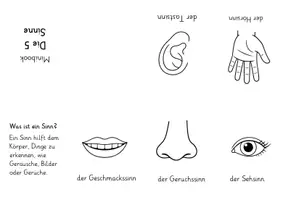Vorschau - Arbeitsblätter - Minibooks 5 Sinne - 14 Vorlagen - Seite 2