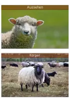 Vorschau - Text - Differenzierte Wissenskarten - Schaf - Seite 1
