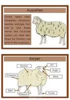 Vorschau - Text - Differenzierte Wissenskarten - Schaf - Seite 2