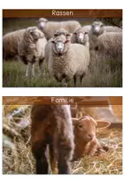 Vorschau - Text - Differenzierte Wissenskarten - Schaf - Seite 3