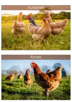 Vorschau - Text - Differenzierte Wissenskarten - Huhn - Seite 1