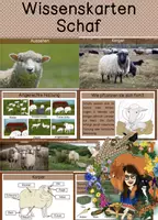Vorschau - Text - Differenzierte Wissenskarten - Schaf - Deckblatt