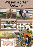 Vorschau - Text - Differenzierte Wissenskarten - Schwein - Deckblatt