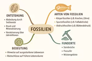 Vorschau - Arbeitsblätter - Lernposter + Arbeitsblätter zum Thema "Fossil" + Lösung & MP3 + Mindmap + Infografik - Seite 3