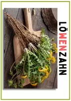 Vorschau - Stundenentwürfe - Löwenzahn Klasse 1, 2, Förderschule. Tafelbilder vom Löwenzahn zur Pusteblume - Seite 1