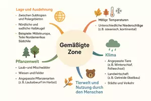 Vorschau - Arbeitsblätter - Lernposter + AB mit Fragen zum Thema "Gemäßigte Zone" + Lösungsblatt + Mindmap + Infografik - Seite 3