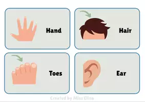 Προεπισκόπηση - Flashcards - Body flashcards - Σελίδα 1