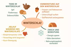 Vorschau - Arbeitsblätter - Lernposter + Arbeitsblatt "Winterschlaf" + Onlineübung & MP3 + Mindmap + Infografik - Seite 3