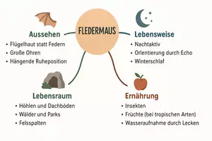 Vorschau - Arbeitsblätter - Lernposter + Arbeitsblätter zum Thema "Fledermaus" + Lösung & MP3 + Mindmap + Infografik - Seite 3