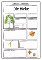 Vorschau - Arbeitsblätter - Steckbriefe Laubbäume - Seite 3