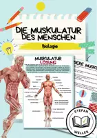 Vorschau - Arbeitsblätter - Die Muskulatur des Menschen - Deckblatt