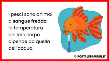 anteprima - Presentazioni / Lavagne - I pesci - Unità didattica - Pagina 3