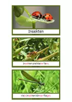 Vorschau - Text - Schlaumeier-Heftchen: Insekten (Lesen auf Satzebene, Silbenschrift) - Seite 1
