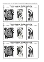 Vorschau - Arbeitsblätter - Herz und Blutgefäße - Seite 2