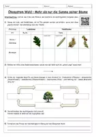 Vorschau - Arbeitsblätter - Ökosystem Wald – Arbeitsblatt zum Video (Sek I, mit Lösung) - Seite 1