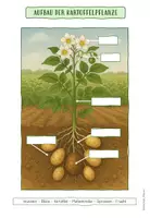 Vorschau - Arbeitsblätter - NUTZPFLANZE: KARTOFFEL (Infoblätter, Arbeitsblätter, Brettspiel) - Seite 3