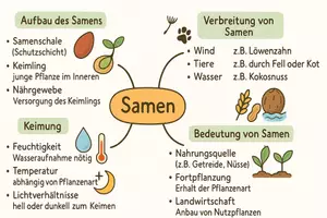 Vorschau - Arbeitsblätter - AB mit Fragen zum Thema "Samen" + Lösungsblatt + Mindmap + Infografik - Seite 2