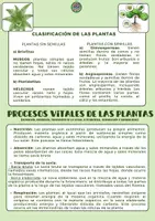 Vista previa - Refuerzo / NEE / Materiales de apoyo - Paquete de materiales BILINGÜE PLANT KINGDOM - página 2