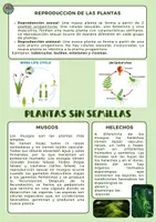 Vista previa - Refuerzo / NEE / Materiales de apoyo - PLANT KINGDOM BILINGÜE (Inglés-español) - página 3