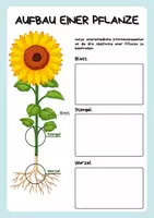 Vorschau - Arbeitsblätter - Pflanzenanatomie - Blatt, Sprossachse und Wurzel einfach erklärt - Seite 3