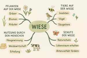 Vorschau - Arbeitsblätter - AB mit Fragen zum Thema "Wiese" + Lösungsblatt + Mindmap + Infografik - Seite 2