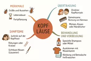 Vorschau - Arbeitsblätter - AB mit Fragen zum Thema "Kopfläuse" + Lösungsblatt + Mindmap + Infografik - Seite 2
