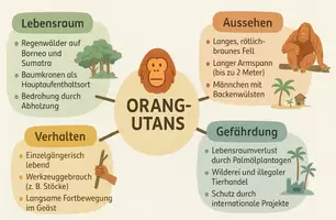 Vorschau - Arbeitsblätter - Arbeitsblatt "Orang-Utans" + Onlineübung & MP3 + Mindmap + Infografik - Seite 3