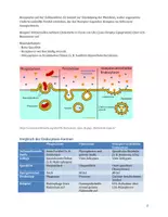 Vorschau - Arbeitsblätter - Endocytose - Exocytose - Vesikeltransport - Seite 2