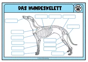 Vorschau - Bildkarten - Legeübung / Klettübung Hundeskelett - Seite 1