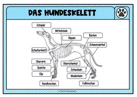 Vorschau - Bildkarten - Legeübung / Klettübung Hundeskelett - Seite 3