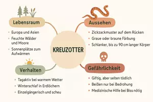 Vorschau - Arbeitsblätter - Lernposter + Arbeitsblätter zum Thema "Kreuzotter" + Lösung & MP3 + Mindmap + Infografik - Seite 3