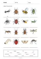 Vorschau - Arbeitsblätter - Insects: Vocabulary Worksheet 1 (Englisch) - Seite 3