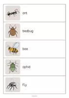 Vorschau - Arbeitsblätter - Insects: Running Dictation (Englisch) - Seite 2