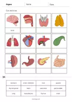Vorschau - Arbeitsblätter - Organs: Cut and Glue (Englisch) - Seite 2