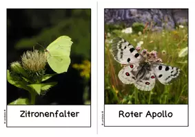Vorschau - Bildkarten - Heimische Schmetterlingsarten - Fotokartei - Seite 3