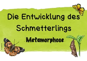 Vorschau - Arbeitsblätter - Metamorphose (Entwicklung) des Schmetterlings - Tafelmaterial mit Arbeitsblatt - Seite 2