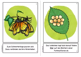 Vorschau - Arbeitsblätter - Metamorphose (Entwicklung) des Schmetterlings - Tafelmaterial mit Arbeitsblatt - Seite 3